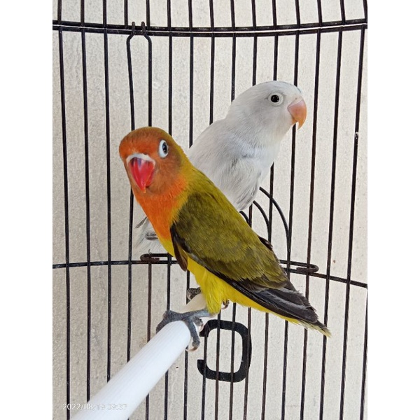 Lovebird Pasangan Tercantik Antara Ewing Green Dengan Pas Ewing Putih, Mulus