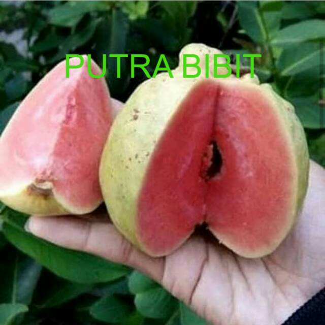 Bibit jambu kristal Merah tanpa biji/jambu kristal merah