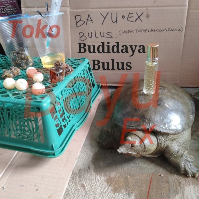 Terlaris Minyak bulus buatan pemasok bulus hidup asli manual,murni dan original