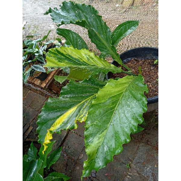 Gelombang Cinta Varigata