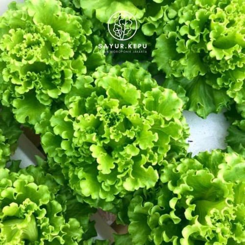 

SAYUR SELADA KERITING / CURLY LETTUCE HIDROPONKK ORGANIK SEGAR FRESH
