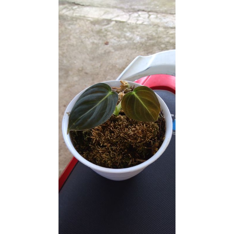 philodendron melanochrysum