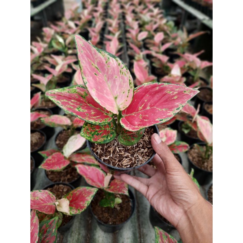 aglonema red venus Aglonema murah dan Rimbun