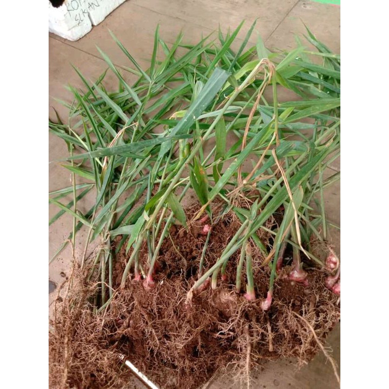 Bibit Jahe Merah Unggulan