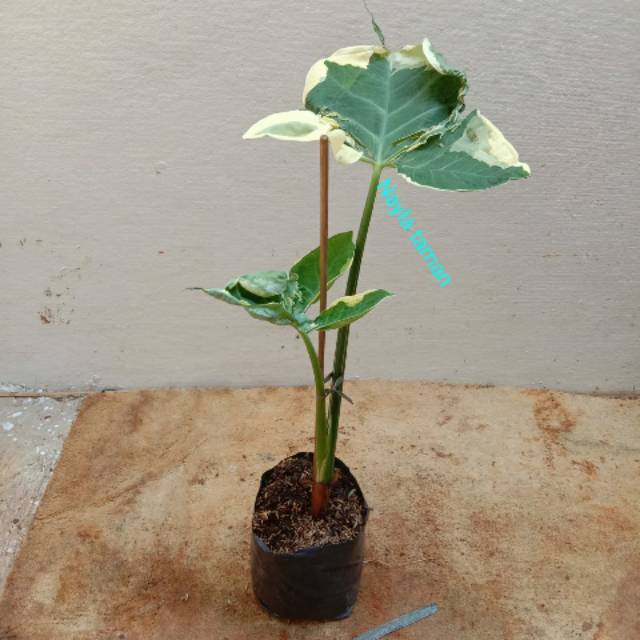 Pohon Kladi Kantong Semar-Tanaman Chaladium Kantong Semar