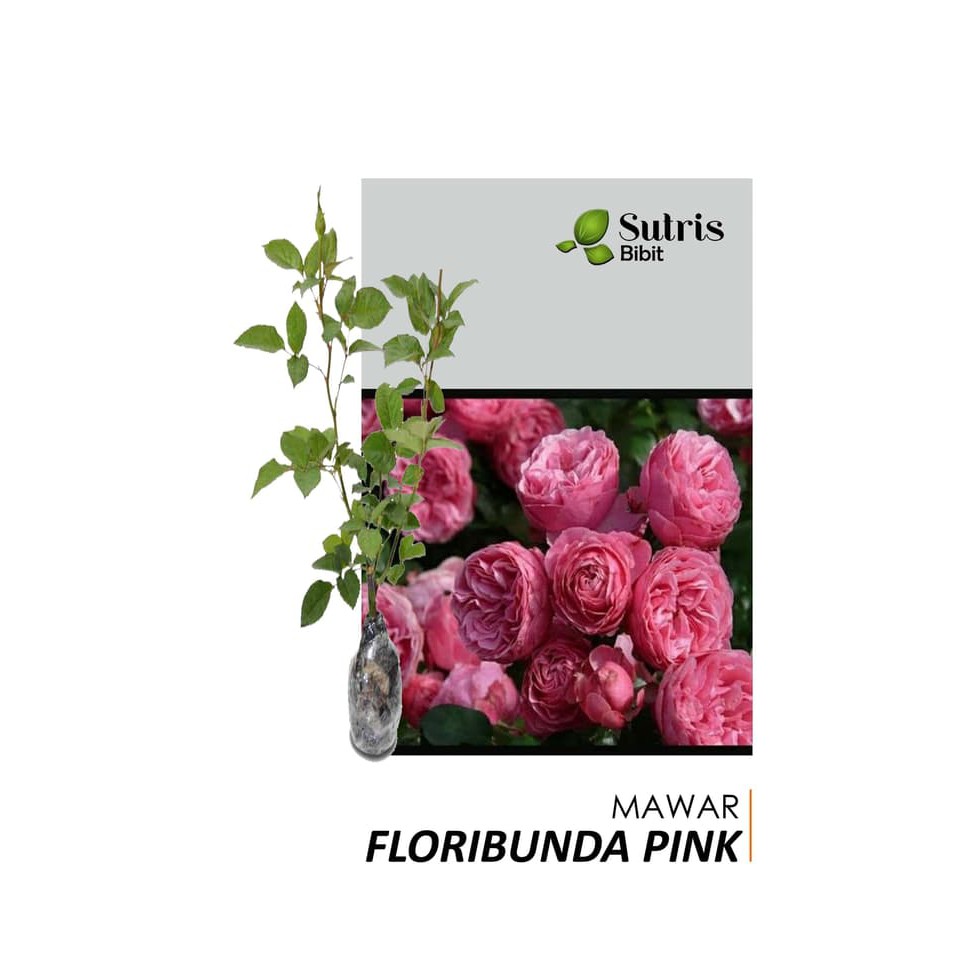 Bibit Tanaman Bunga Mawar Floribunda Pink