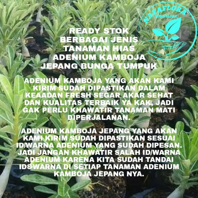 TANAMAN HIAS ADENIUM KAMBOJA JEPANG BUNGA TUMPUK// YELLOW WHITE