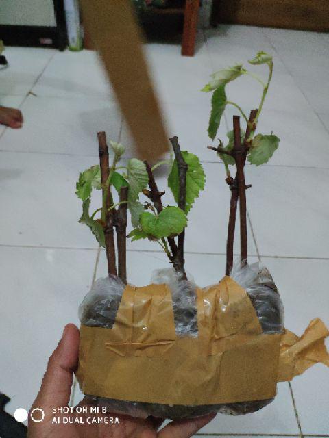 Bibit Anggur Import Ninel