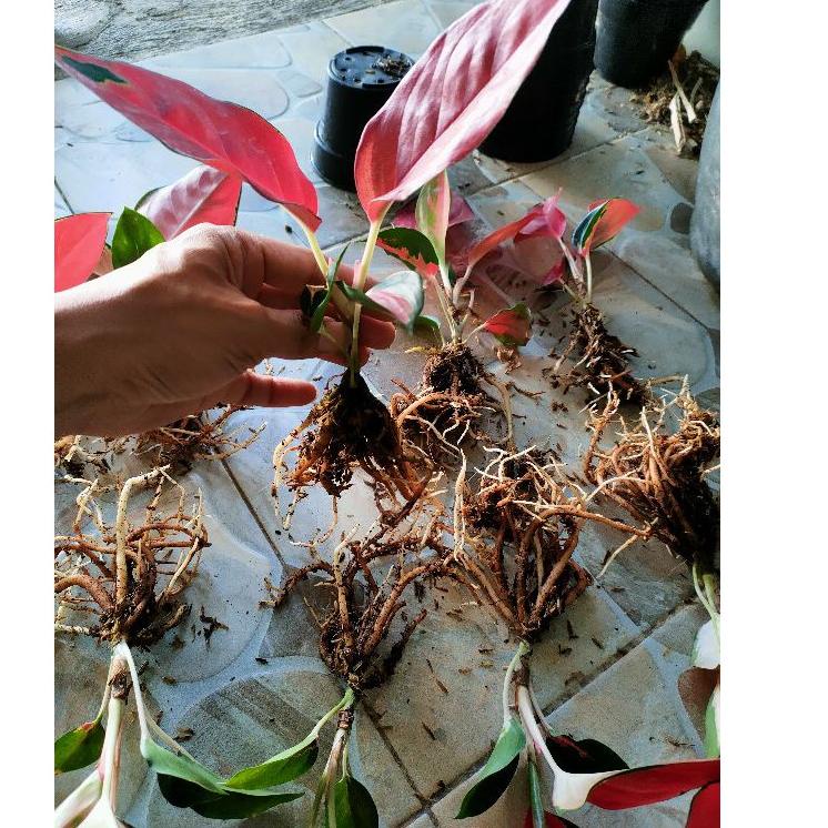 ♂ aglonema anakan 1-2-3daun(macam2 jenis) ☉