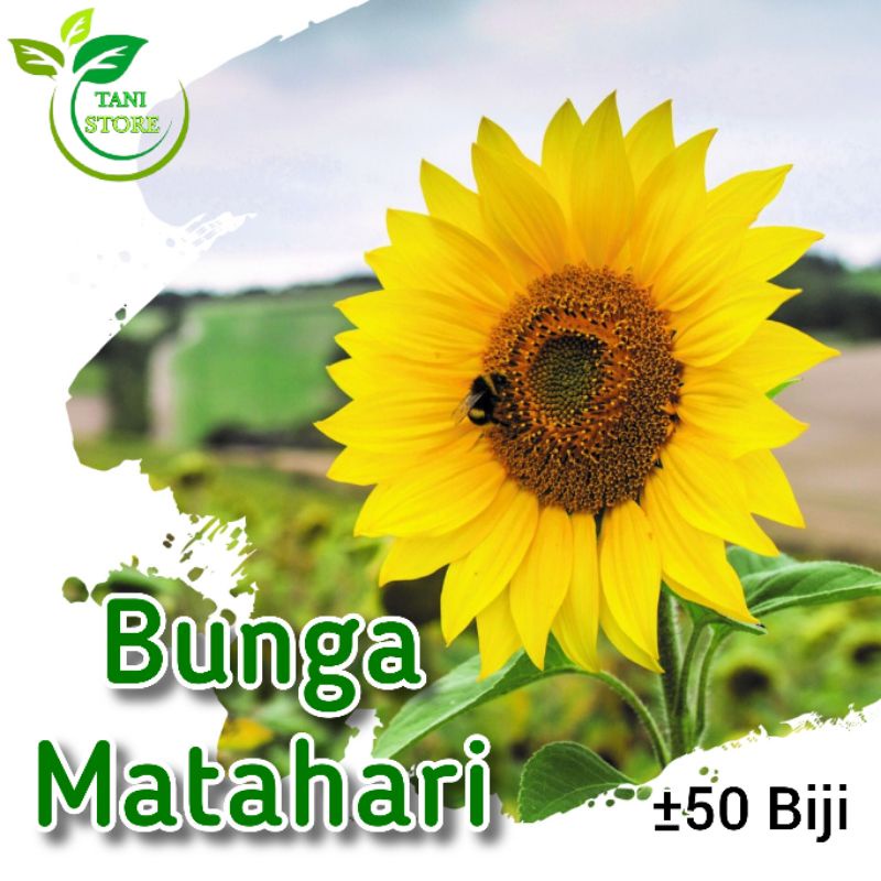 ±50 Biji benih bunga matahari_bibit bunga matahari