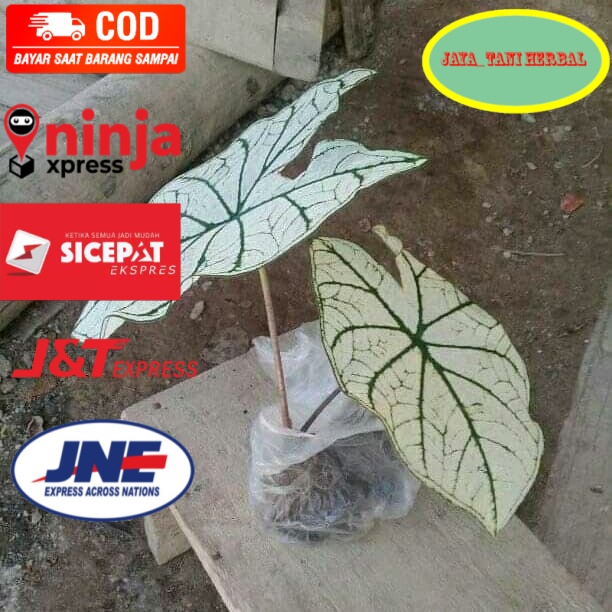 Bibit talas hias/keladi putih