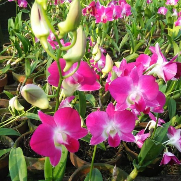 bibit Anggrek Dendrobium Sonia Dewasa