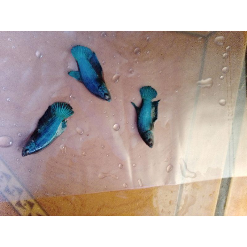 IKAN CUPANG GIANT ANAKAN REAL PICK