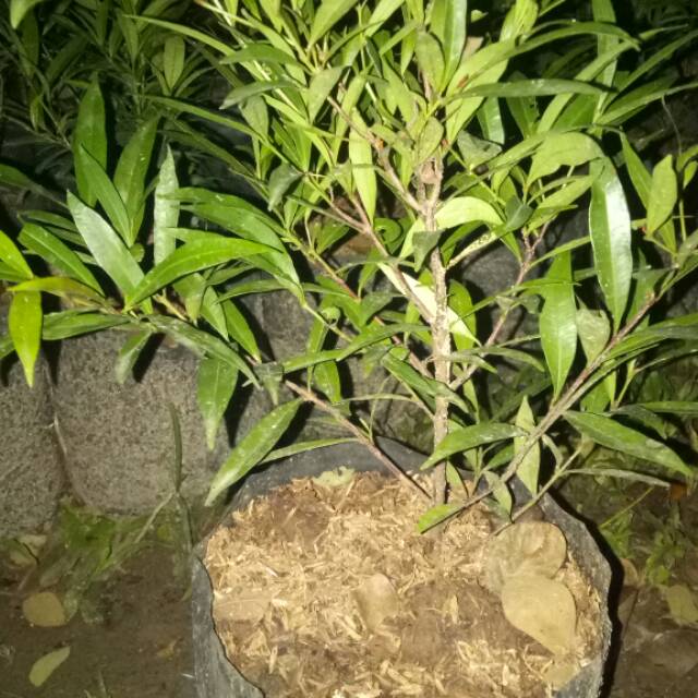 Tanaman hias pucuk merah BIJI