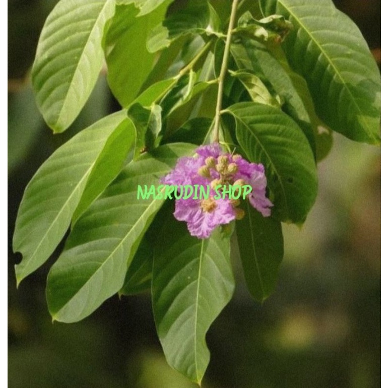 

DAUN BUNGUR SEGAR / DAUN UNGU LANGSUNG PETIK / LAGERSTROEMIA