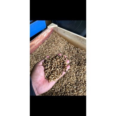 maggot fresh magot basah 1kg (perkilo) stok banyak