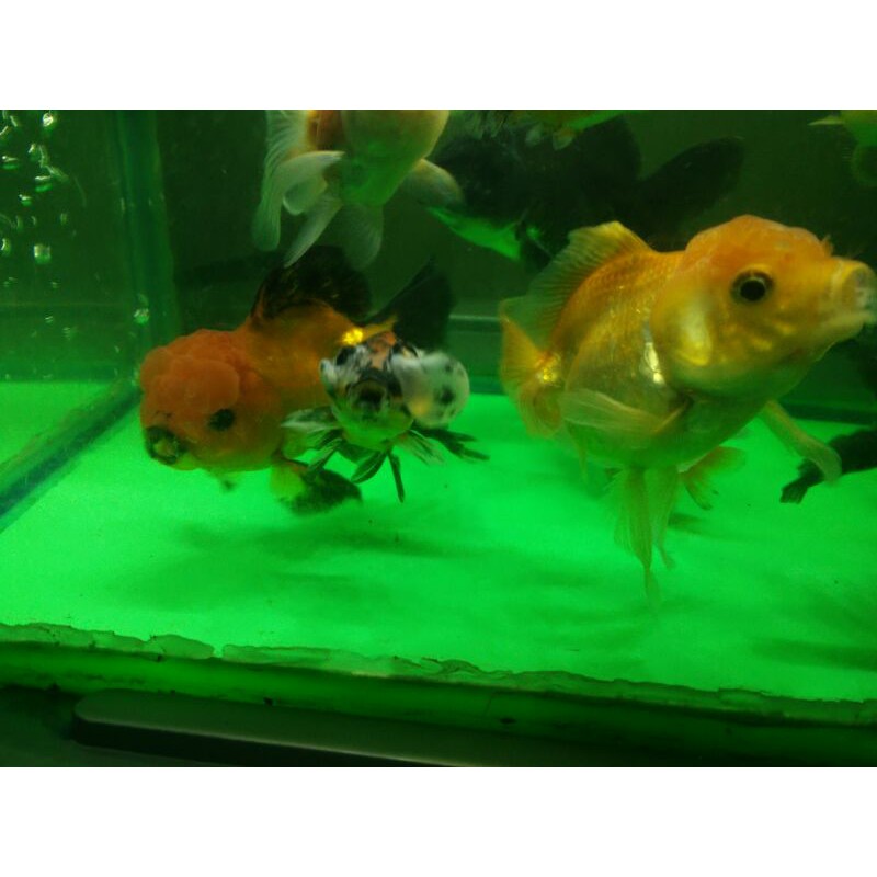 ikan mas koki oranda