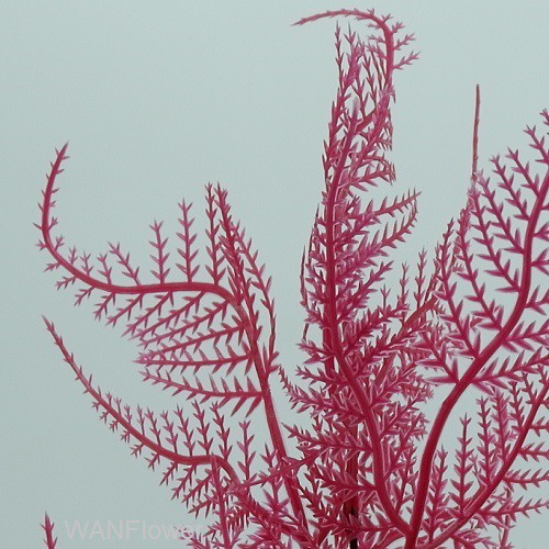 WANFLOWER Daun Pakis Warna X7 * MERAH