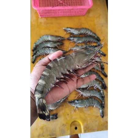 

UDANG WINDU SEGAR