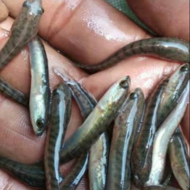 Jual Bibit Ikan Gabus Kota Depok Adull Farm Tokopedia