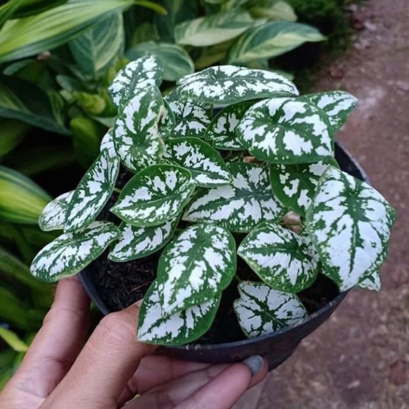 Umbi Keladi Liliput Kalimantan