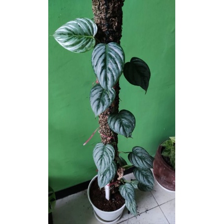Philodendron Sodiroi