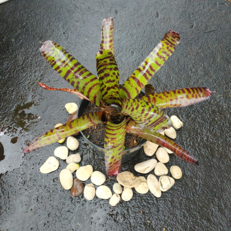 Bromelia neoregelia hannibal laccter