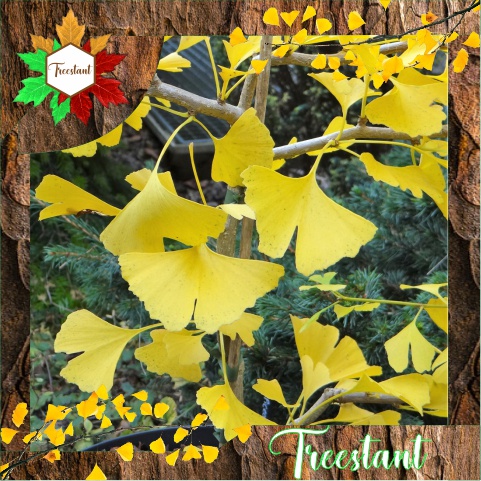 Tanaman Herbal Hias Bonsai Bibit Pohon Ginkgo Biloba Maidenhair Tree Gingko Seeds Tumbuhan Asli Lang
