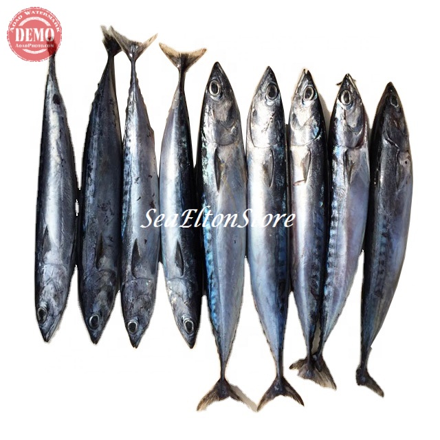 

IKAN TONGKOL SEGAR DEHO Ikan Laut Segar Fresh