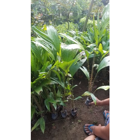 Bibit salak bali isi 10