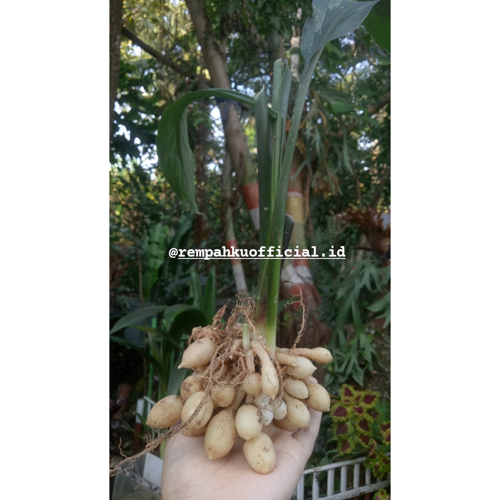 

Kunci Pepet , temu rapet , kunyit putih gombyok untuk merapatkan area kewanitaan