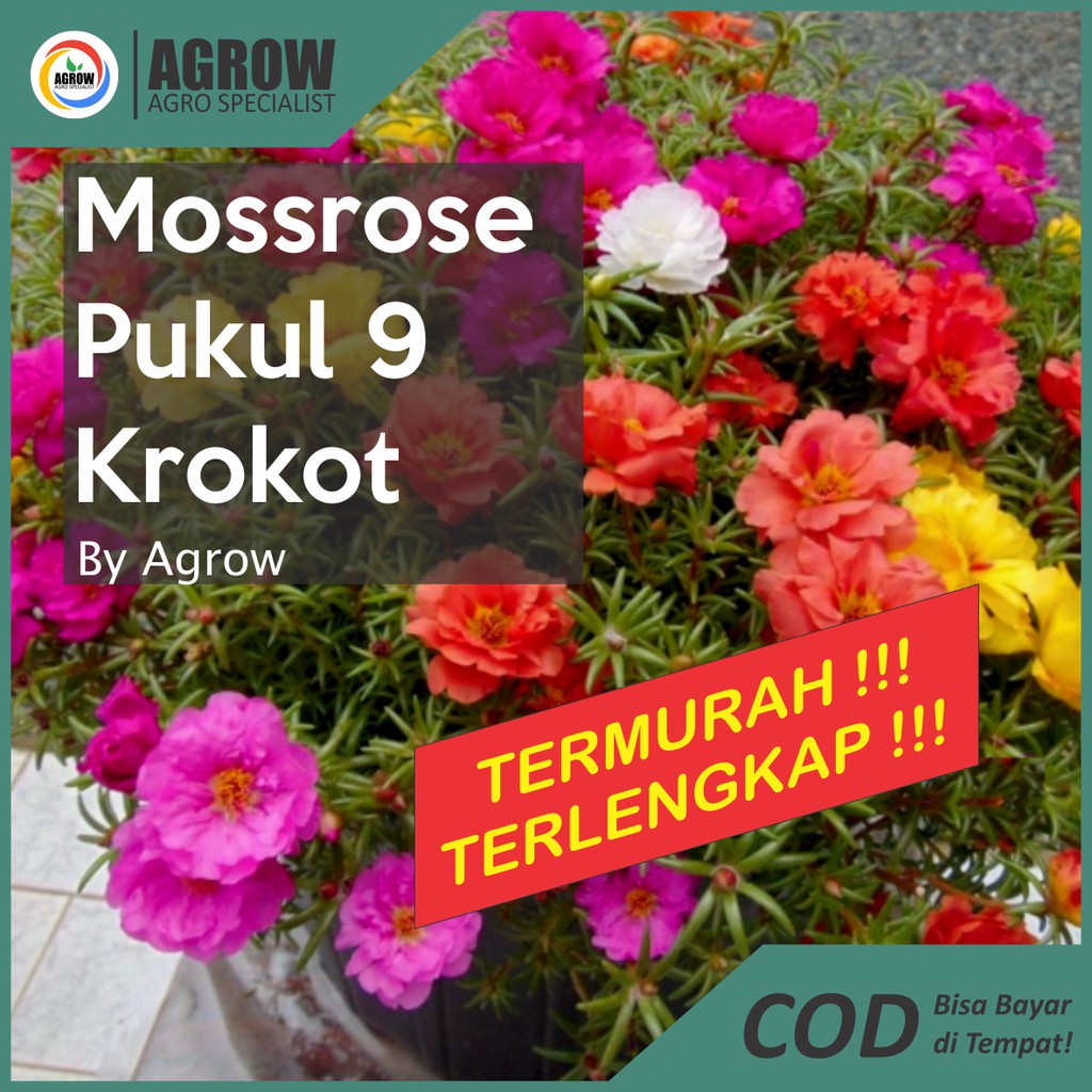 Stek Bunga Krokot / pukul 9/ Mossrose/ Portulaca Termurah Terlengkap By Agrow