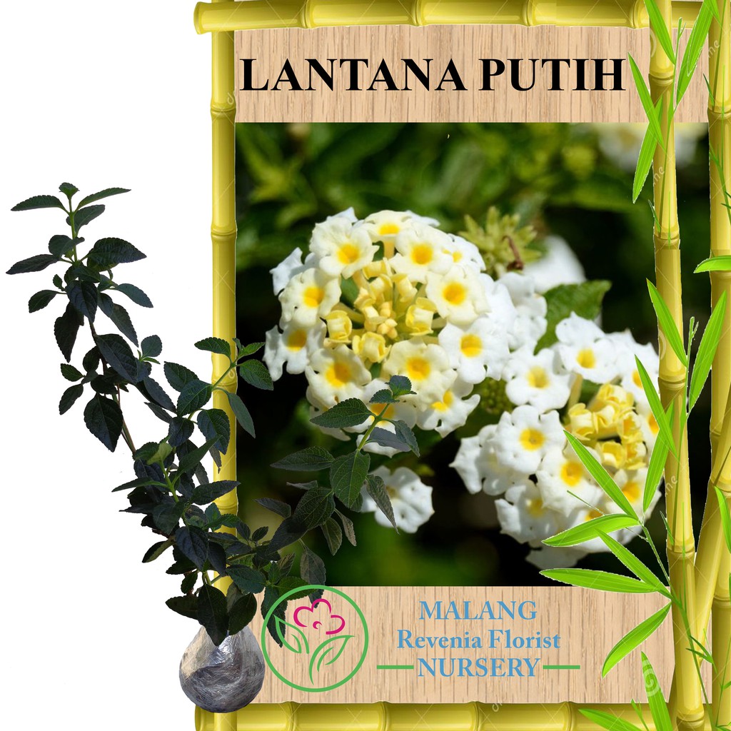 Tanaman Lantana Putih