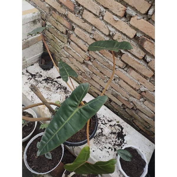 philodendron bilitae / kabel busi