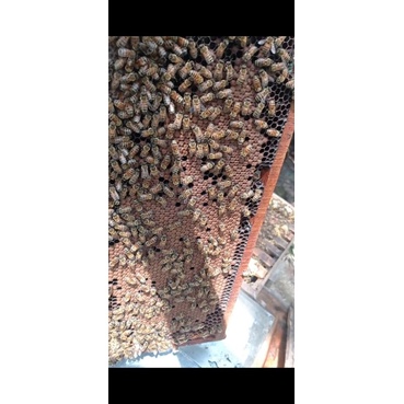 

madu safiya honey akasia carva madu murni 1kg