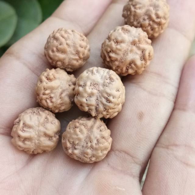 Jenitri Rudraksha Mukhi 1 Atau Garis 1 Bulat