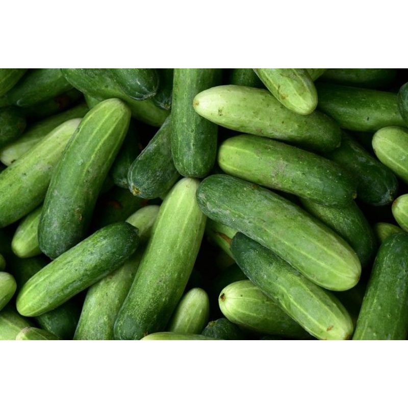 

Timun lokal/Ketimun (500 gram)