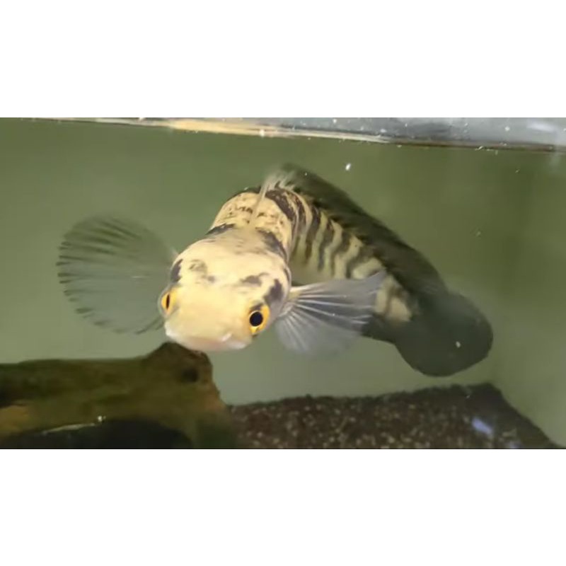 CHANNA MARU YS/ UNIK/ PUNGGUNG BENGKOK/ PUNUK/ LANGKA  25-26cm