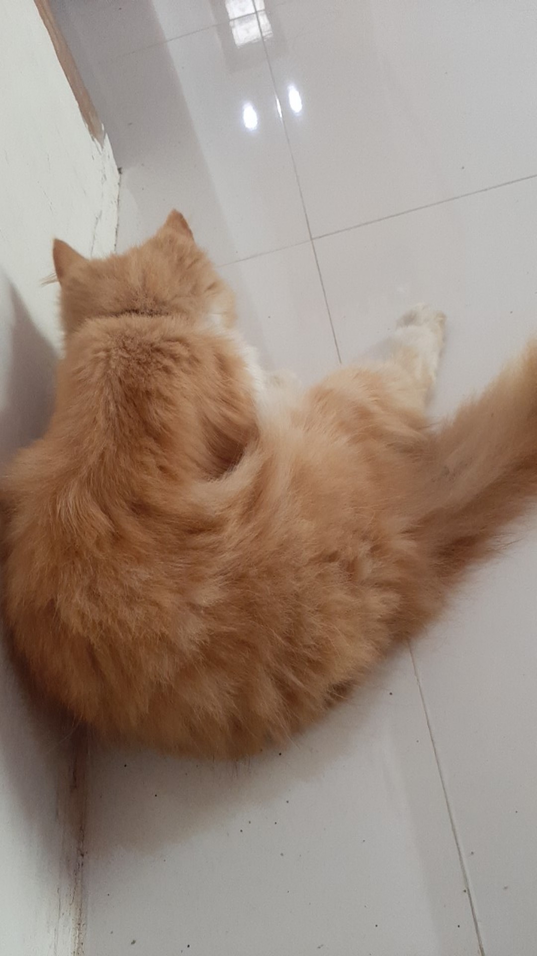 Cople Gamis Jazzy Modang Batik Adnan Pekalongan Murah Katun Keluarga Lebaran