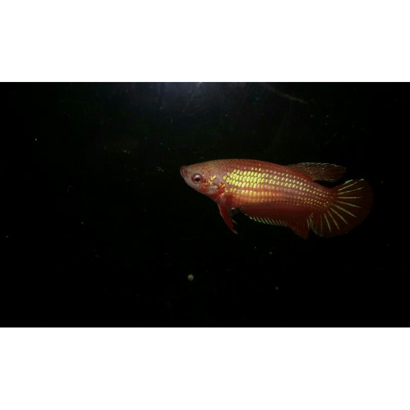 

Ikan Cupang Red Betina