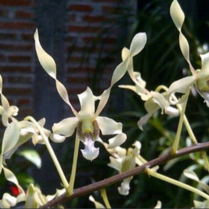 Pohon Anggrek Dendrobium Keriting Dewasa Gouldii White terbaru