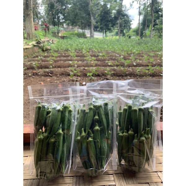 

okra segar.sayuran okra organik