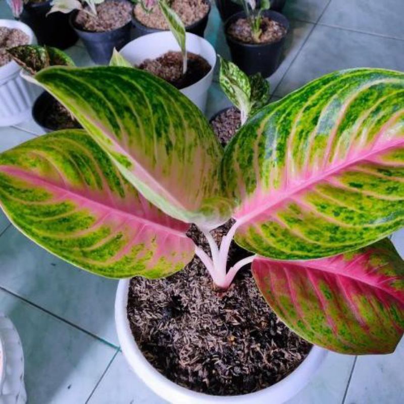 promo anakan aglonema andini