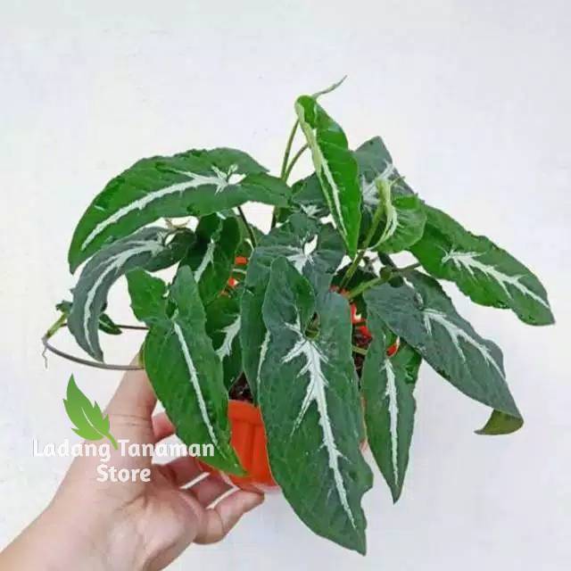 sygonium wendlandi - tanamah hias - sygonium - bibit tanaman