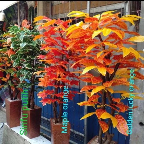 bonsai sinfu/aneka bonsai #bonsai plastik