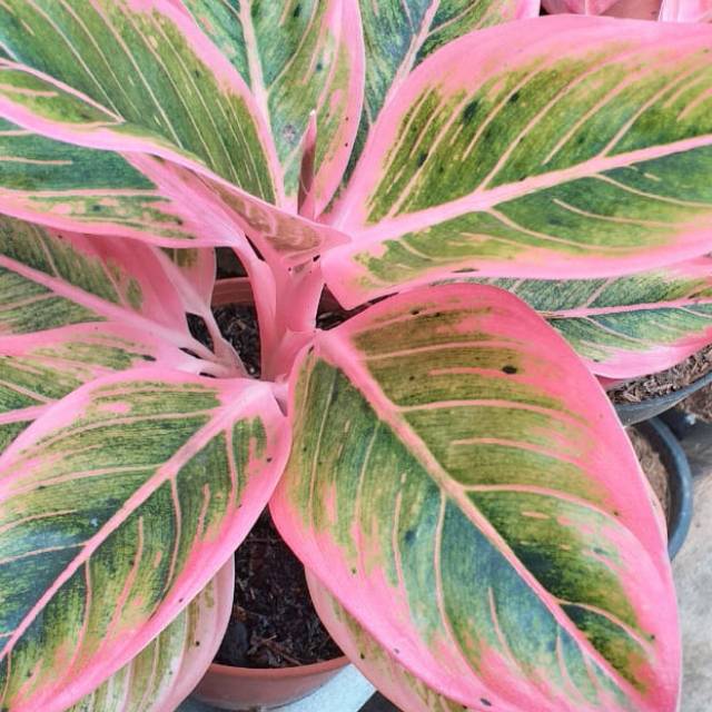 Aglonema Lotus Pink Tanaman Hias Lotus Shopee Indonesia