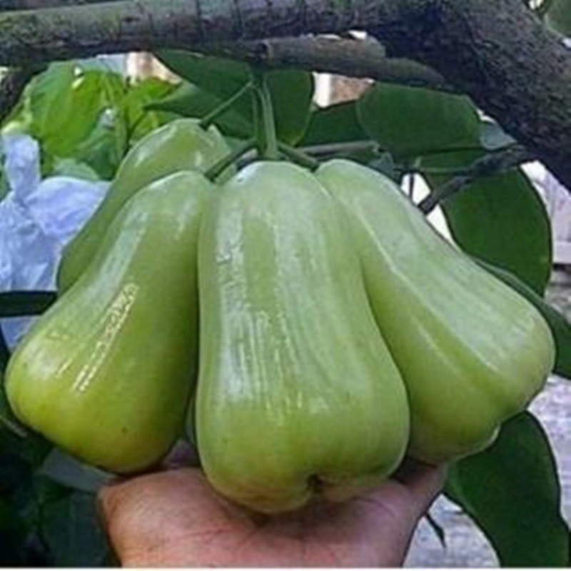 Bibit Jambu Deli Madu | Jambu Air Deli Hijau