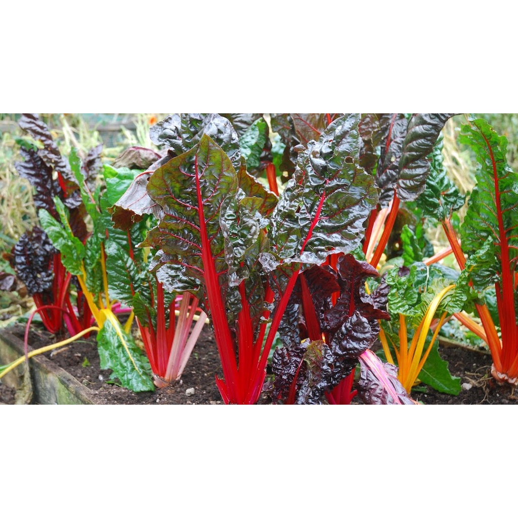 Benih Bibit Biji - Swiss Chard Bright Lights in 5 Colours Rainbow Seeds - IMPORT