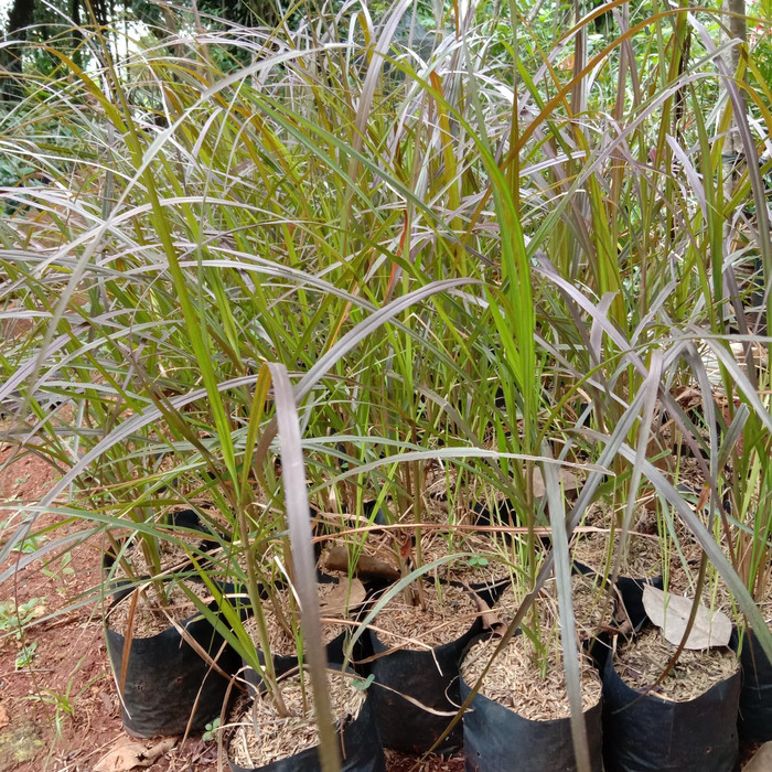 tanaman hias Alang Alang merah / Tanaman alang Alang merah