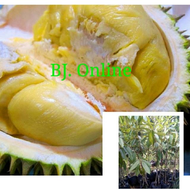 Bibit durian montong super kaki 3